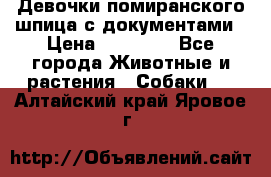 Девочки помиранского шпица с документами › Цена ­ 23 000 - Все города Животные и растения » Собаки   . Алтайский край,Яровое г.